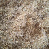 جوانه زنی گندم برای پخت سمنو