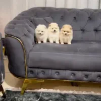 پامرانین فنجونی ۴۰۰ گرمی|سگ|باغستان, |دیوار