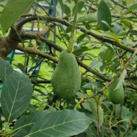 آووکادو تازه و با کیفیت