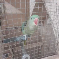 شاه طوطی جوجه یک ساله
