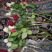 گل رز|گل و گیاه طبیعی|قزوین, |دیوار