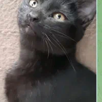 گربه گمشده درمحدوده پیامبراعظم ۱۵