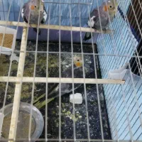 سه عدد عروس با وسایل|پرنده|قم, دروازه ری|دیوار