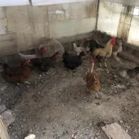 مرغ و خروس محلی|حیوانات مزرعه|گلمکان, |دیوار