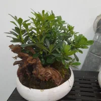 بونسای میخک هندی|گل و گیاه طبیعی|اصفهان, بهارستان (مخابرات)|دیوار