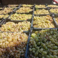 انگور شیره ای|خوردنی و آشامیدنی|رزن, |دیوار