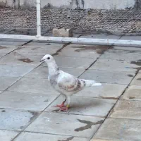 فروش جوجه پلاکی هیچ پر