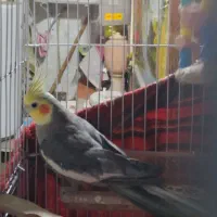 عروس هلندی نر