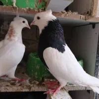 تعدادی طوقی|پرنده|شوش, |دیوار