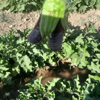 بادم جان دامغان