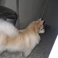 سگ پامر ۱ ساله|سگ|چهاردانگه (تهران), |دیوار