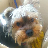 شیتزو تریر شناسنامه دار