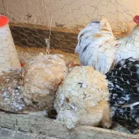 تخم کوشین|حیوانات مزرعه|رشت, جانبازان|دیوار