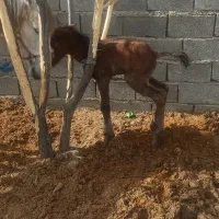 اسب اصیل کرد