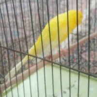 قناری رسمی بلند کلکسیونی بخون