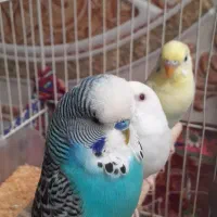 ۳عدد مرغ عشق انگیسی گرید A