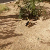 جوجه اردک 40 روزه