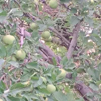 هرس درختان میوه