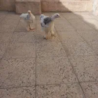 برهما