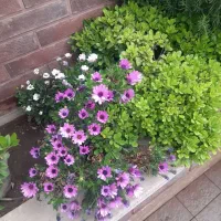 طراحی ، اجرا و نگهداری فضای سبز ،دهکده|خدمات باغبانی و درختکاری|چهاردانگه (تهران), |دیوار