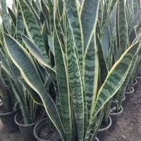 گل سانسوریا ابلق|گل و گیاه طبیعی|قائمشهر, |دیوار