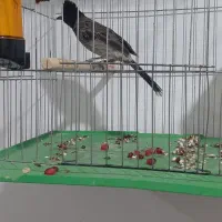 پرنده|پرنده|شوشتر, |دیوار