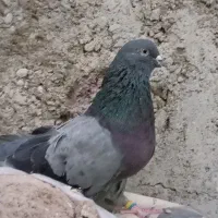 نر و ماده سبز دوخط آنتیک کلکسیونی ب شرط پرش بازی|پرنده|اصفهان, درب سیبه علیا|دیوار