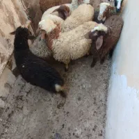 9عددبره ماده سالم سرحال جفتی 21|حیوانات مزرعه|مریوان, |دیوار