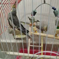 عروس هلندی|پرنده|مرند, |دیوار