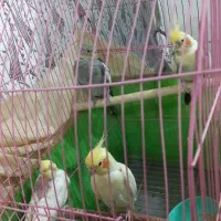 عروس هلندی با جوجه