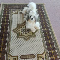 سگ کوتاه ۵ماهه|سگ|گرگان, |دیوار