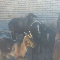 بز با گوسفند|حیوانات مزرعه|ماهدشت, |دیوار