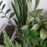 تعدادی گل|گل و گیاه طبیعی|رشت, شهرک آیت الله منتظری|دیوار