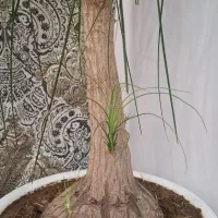 درختچه طبیعی لیندا 30 ساله بالغ گل داده با تخفیف|گل و گیاه طبیعی|تهران, حبیب الله|دیوار