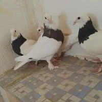 طوقی و دم سفید|پرنده|بیرجند, |دیوار