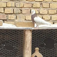 طوقی سرخ و سیاه