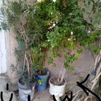 کل گیاه و درخت هفت رنگ شبدی|گل و گیاه طبیعی|شیراز, رازی|دیوار