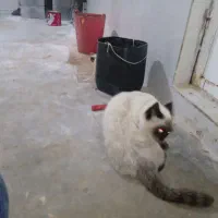 گربه سیامی|گربه|قیدار, |دیوار