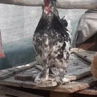 مرغ و خروس سلطان ۶ ماهه جوان دونه ای ۷۵۰