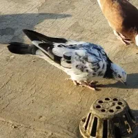 جوجه کفتر پرشی