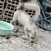 سگ پا کوتاه نژاد دار