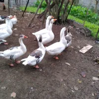 غاز،مرغ و خروس،اردک اسرائیلی|حیوانات مزرعه|سنگر, |دیوار