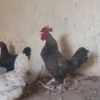 خروس