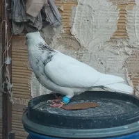 پرنده جوان رنگی خوب آینده دار قیمتمناسب|پرنده|اقبالیه, |دیوار