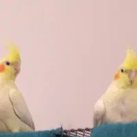 عروس هلندی لوتینو|پرنده|قم, شهرک امام حسین|دیوار