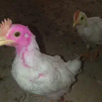 جوجه|حیوانات مزرعه|مشهد, شترک|دیوار