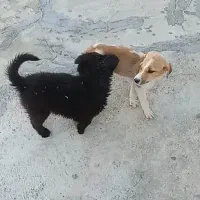 سگ خانگی|سگ|اسدآباد, |دیوار