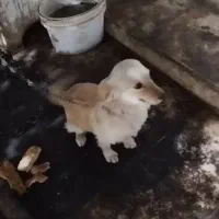 سگ پاکوتاه|سگ|جوادآباد, |دیوار