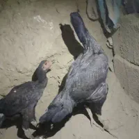 مرغ وجوجه خروس|حیوانات مزرعه|سراوان, |دیوار