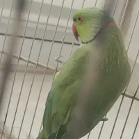 ملنگو|پرنده|قائن, |دیوار